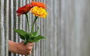 Lee más sobre el artículo El lenguaje de las flores en San Valentín: ¿Qué significa cada flor en el amor?