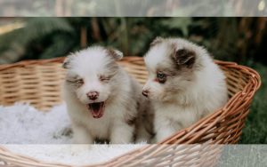 Lee más sobre el artículo Adoptar una mascota en pareja: todo lo que deben saber antes de decidir